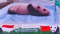 Bayi panda di Taman Safari Bogor