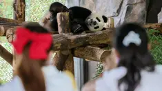 Sejumlah pengunjung mengamati Jiajiazai, bayi dari panda raksasa Jiajia, di aula panda raksasa Taman Margasatwa Shanghai di Shanghai, China timur (7/8/2020). Taman Margasatwa Shanghai memulai sebuah kampanye pengumpulan nama untuk bayi panda raksasa itu. (Xinhua/Wang Xiang)