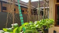 Cara Membuat Kebun Sawi Gantung dari Tali Rafia, Praktis dan Hemat