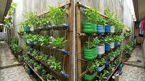 Trik Panen Sayur Cepat dari Kebun Vertikal Sederhana, Hasilnya Optimal Ala Petani Profesional