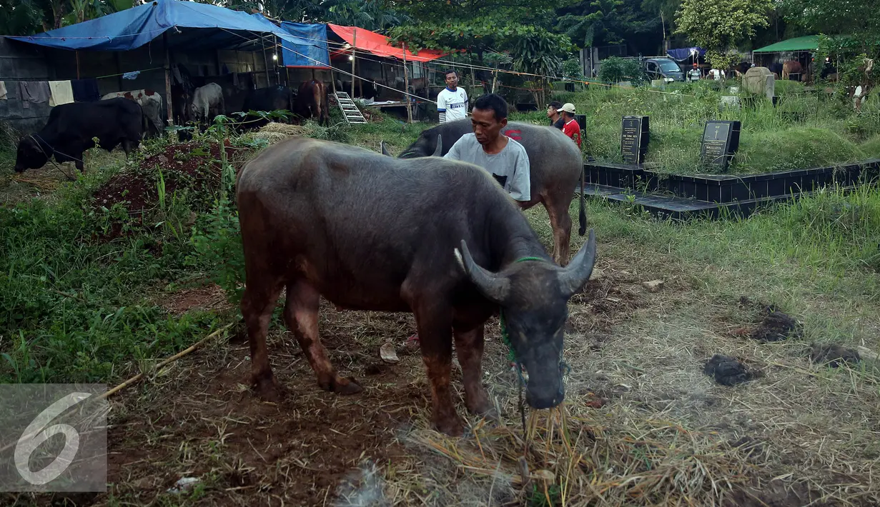 Pedagang memberikan tanda pada hewan kurbannya di salah satu TPU di Jakarta, Senin (5/9). Menjelang Hari Raya Idul Adha 1437 H, pedagang hewan ini memanfaatkan lahan kuburan untuk berjualan karena terbatasnya lahan di Jakarta. (Liputan6.com/Johan Tallo)