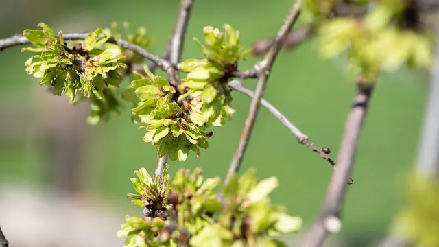 Potret Pohon Elm