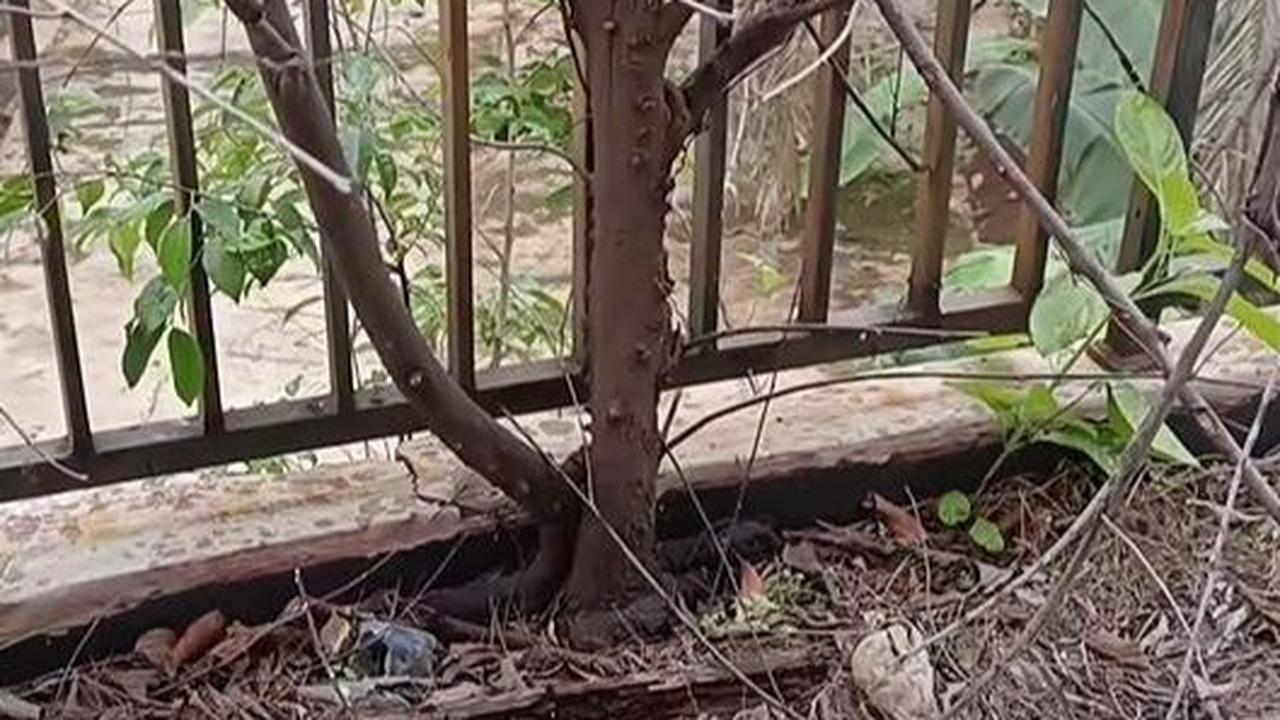 Lantai dua ditumbuhi pohon