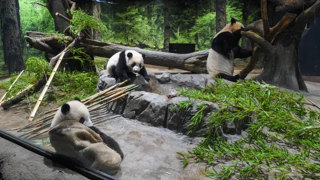 Panda kembar lahir di kebun binatang Tokyo membuat debut publik