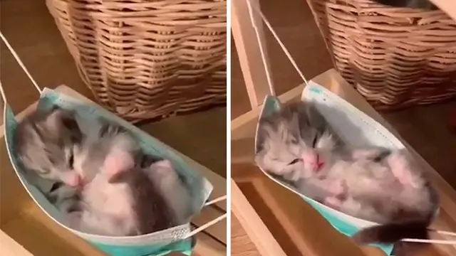 7 Potret Menggemaskan Anak Kucing Ini Bakal Bikin Harimu Cerah