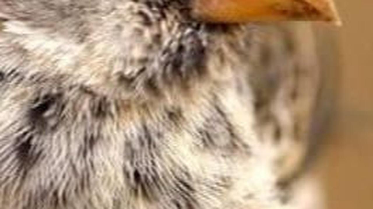 6. Darwin’s Finches<br>