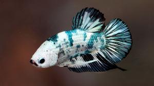 10 Ikan Hias yang Tahan Hidup di Air Tanpa Filter Akuarium, Mudah Dirawat