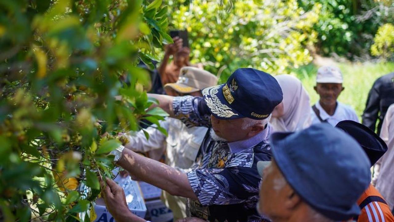 Pemprov Sumbar Perkuat Infrastruktur Sentra Cengkih Solok Demi Tingkatkan Ekonomi Petani
