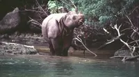 Meskipun sudah sangat langka, tapi inilah hewan endemik yang ada di Taman Nasional Ujung Kulon, selain Badak Jawa. (Foto: cekaja.com)