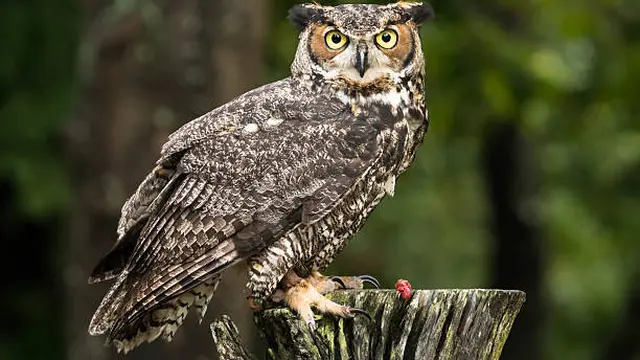 Burung Hantu Bertanduk Besar