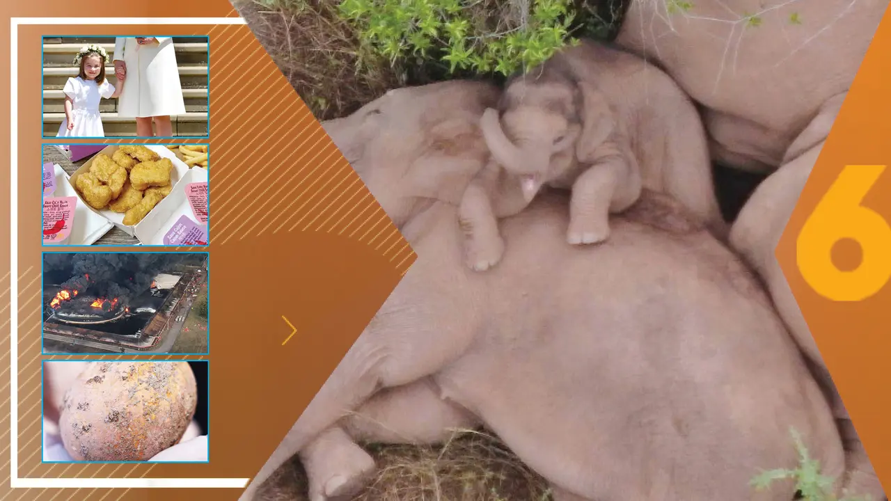 Misteri Ledakan Beruntun, Gajah yang Berjalan 500 Km dan Hebohnya Bungkus BTS Meal