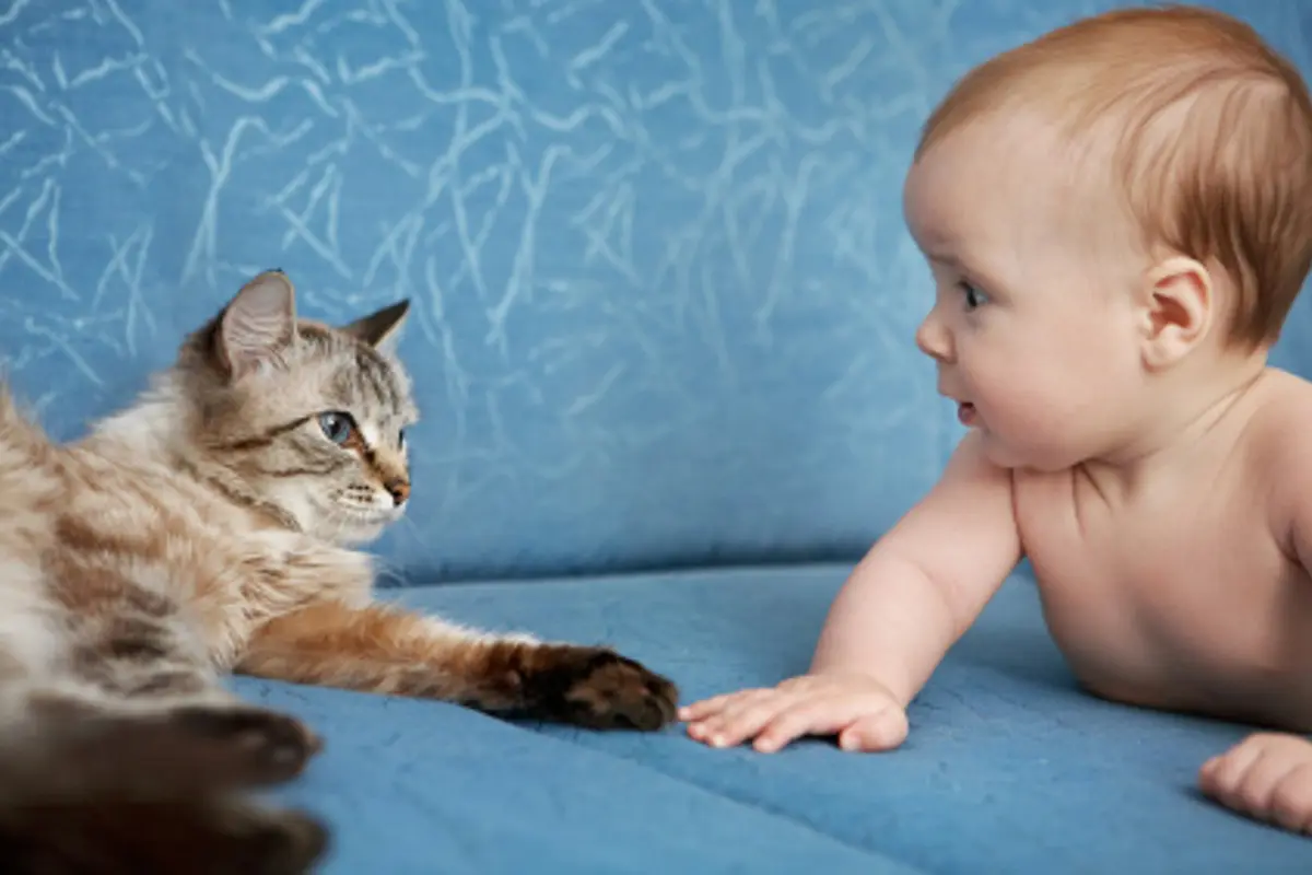 Momen Mengharukan Kucing Bertemu Bayi untuk Pertama Kali