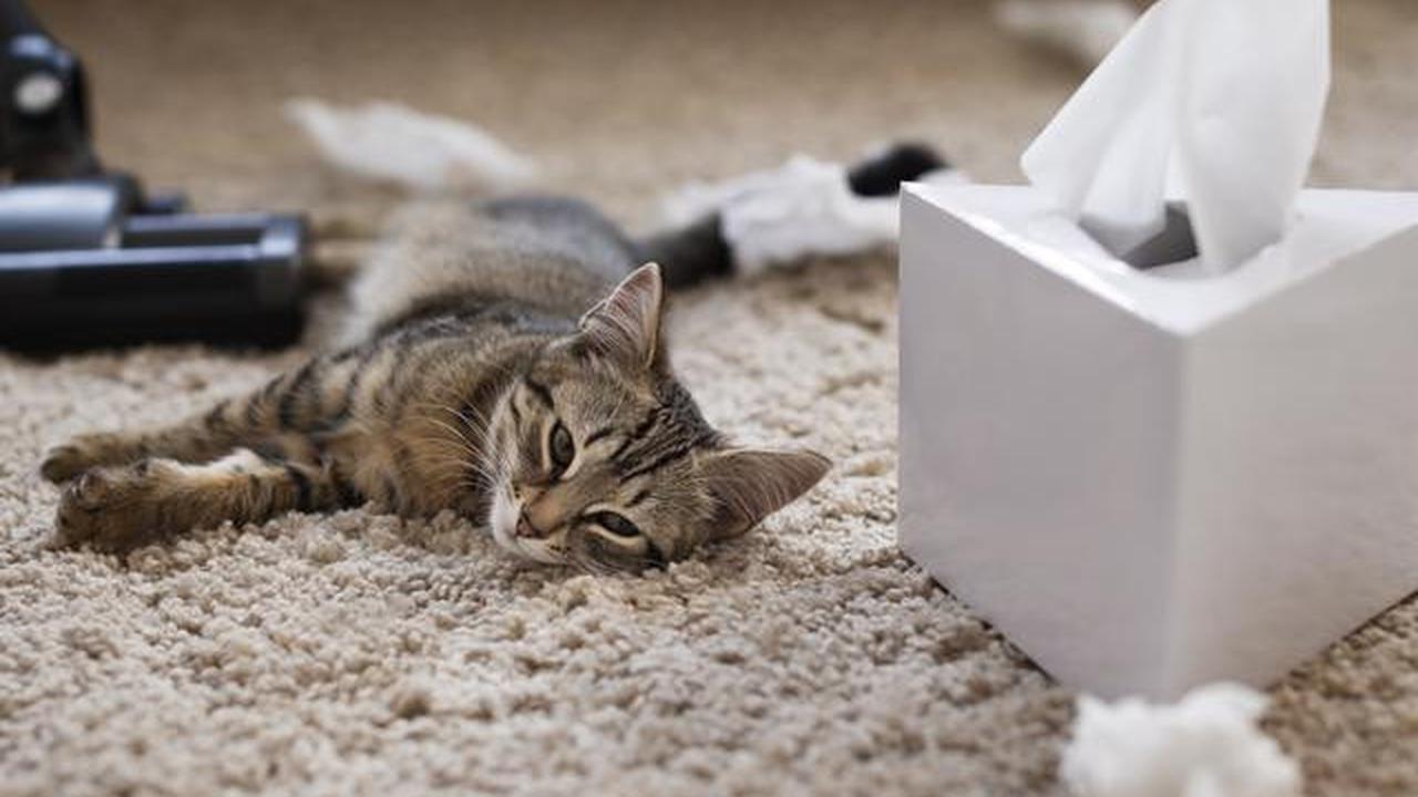 Cara Cepat Mengatasi Bau Pipis Kucing saat Kepepet, Kebersihan Rumah Terjaga