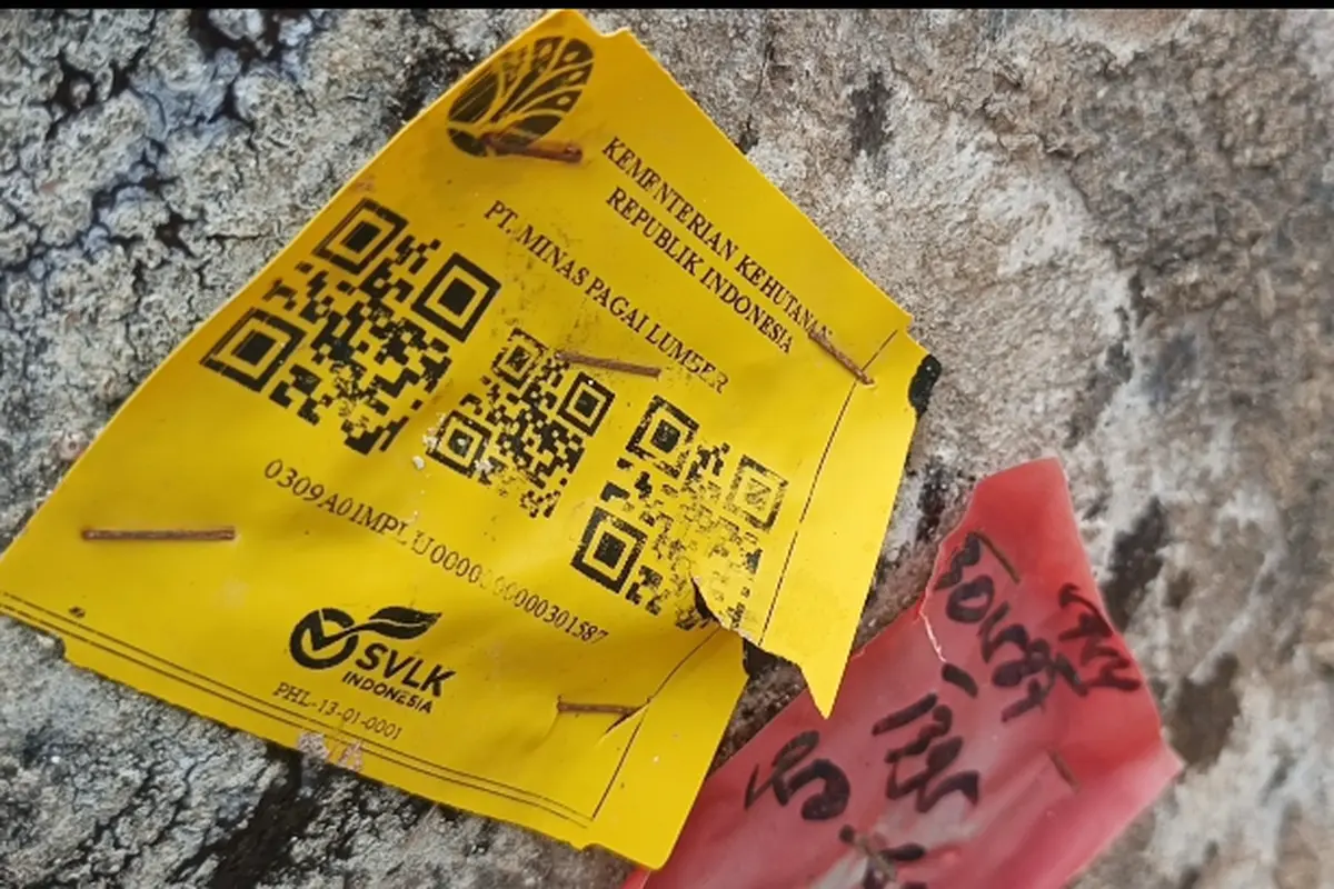 Kayu gelondongan di Pantai Lampung
