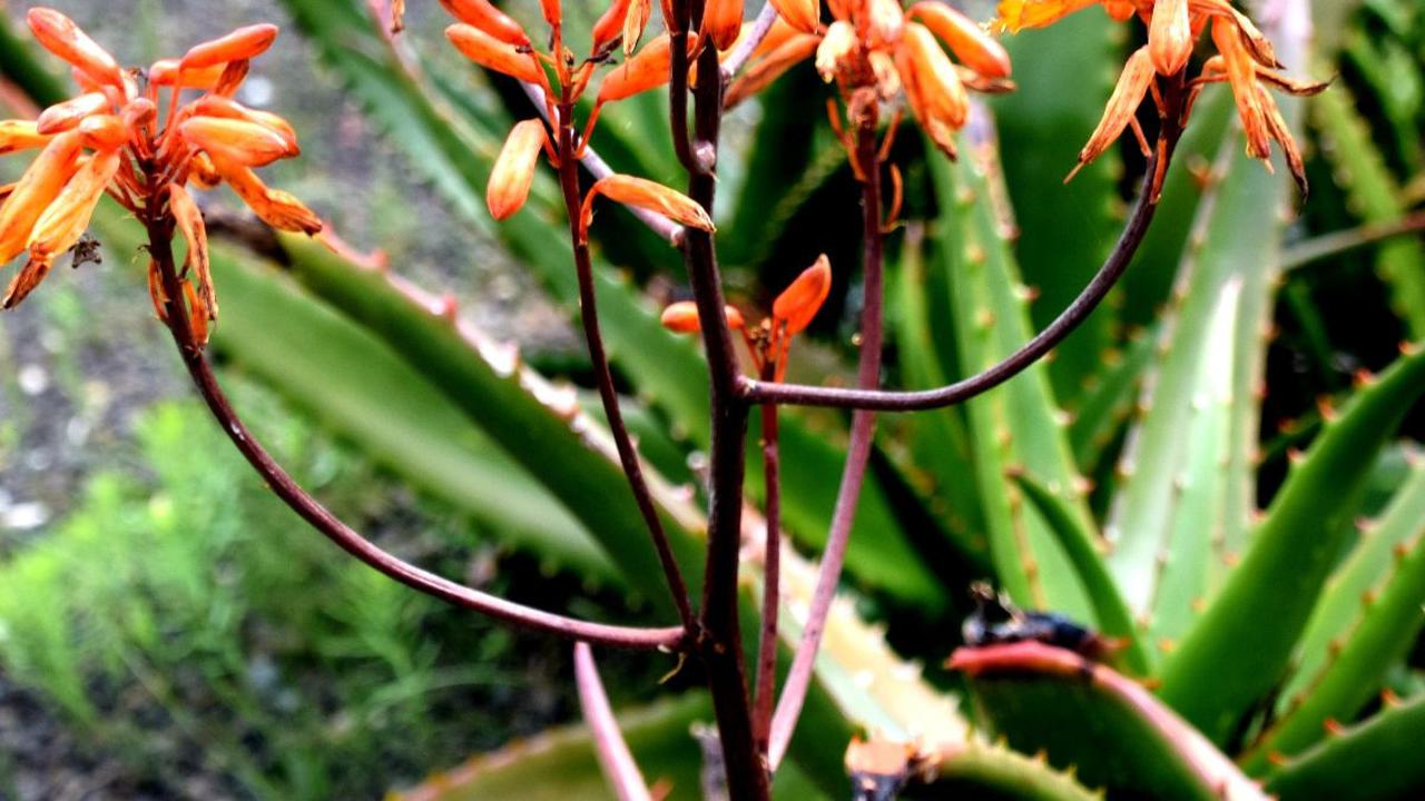 Aloe Perryi