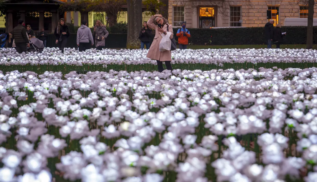 Seorang perempuan melihat bunga mawar putih yang menyala dalam instalasi yang dijuluki Ever After Garden di Grosvenor Square, London, Jumat, 15 Desember 2023. (AP Photo/Vadim Ghirda)