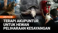 Terapi Akupuntur untuk Hewan Peliharaan, Kebanyakan Kasus Syaraf