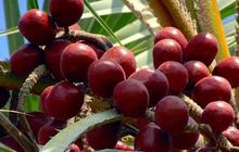 Rahasia Pohon Buah Zuriat, Ternyata Punya Manfaat Luar Biasa untuk Kesehatan