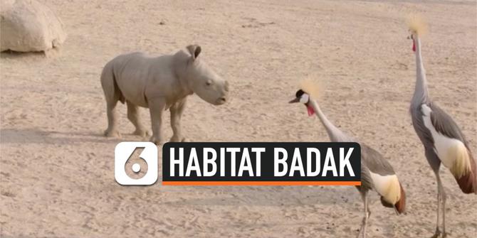VIDEO: 2 Badak Putih Selatan Jelajahi Habitat Asli Mereka