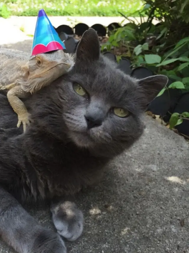 Potret Kadal Akur Bareng Kucing