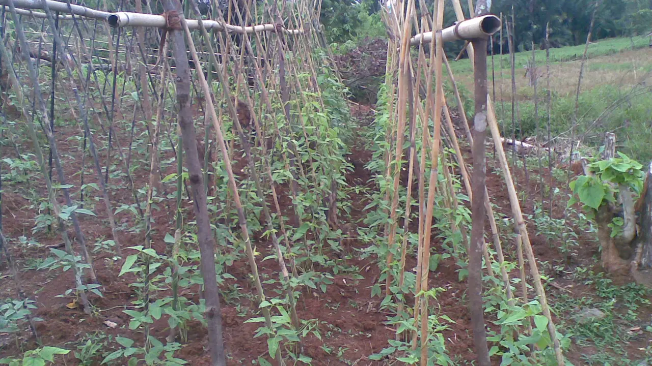 Musim Kemarau Tiba, Petani Diimbau Tanam Palawija Ketimbang Padi