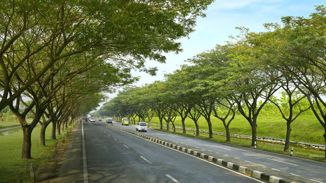  MANFAAT  TANAMAN  TREMBESI  UNTUK  LINGKUNGAN DAN KESEHATAN 