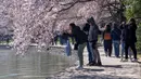 Festival Bunga Sakura Nasional mencakup parade, pertunjukan kembang api, pertunjukan musik secara langsung, permainan bola basket Washington Wizards, hingga instalasi seni. (AP Photo/Jacquelyn Martin)