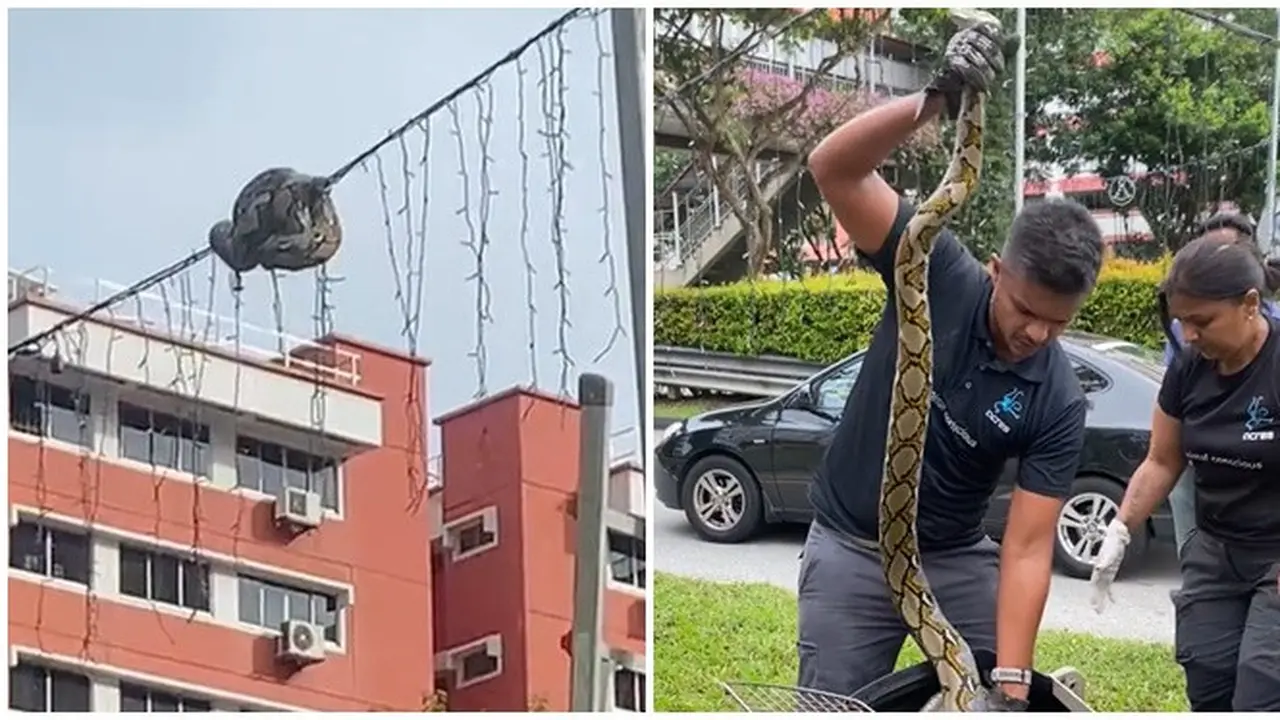 Viral Upaya Penyelamatan Ular di Kabel Lampu Taman Ini Bikin Ikut Deg-degan