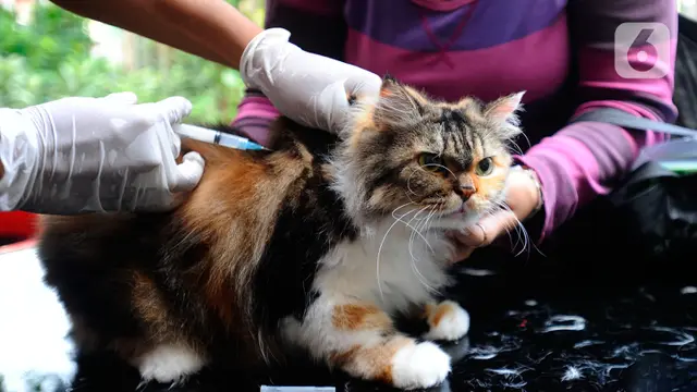 Vaksin Rabies Gratis untuk Hewan Peliharaan di Jakarta
