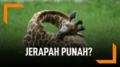 jerapah terancam punah