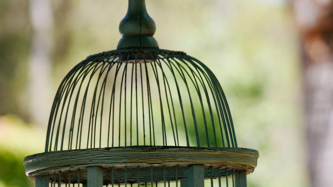 Burung puter adalah salah satu burung yang memiliki suara merdu. Burung puter umum dipelihara banyak orang dan sering diikutkan dalam lomba. Populasi burung ini tersebar di banyak negara, seperti Filipina, Indonesia, hingga Timor Leste.<br>