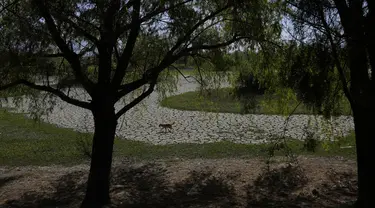 Seekor anjing berjalan di dasar laguna Coña Coña yang retak dan kering, di Cochabamba, Bolivia, Jumat (18/11/2022). Dua laguna, Coña Coña dan Alalay, berada pada level kritis karena kurangnya hujan, penumpukan bahan organik dan penguapan di tengah peningkatan suhu. (AP Photo/Juan Karita)