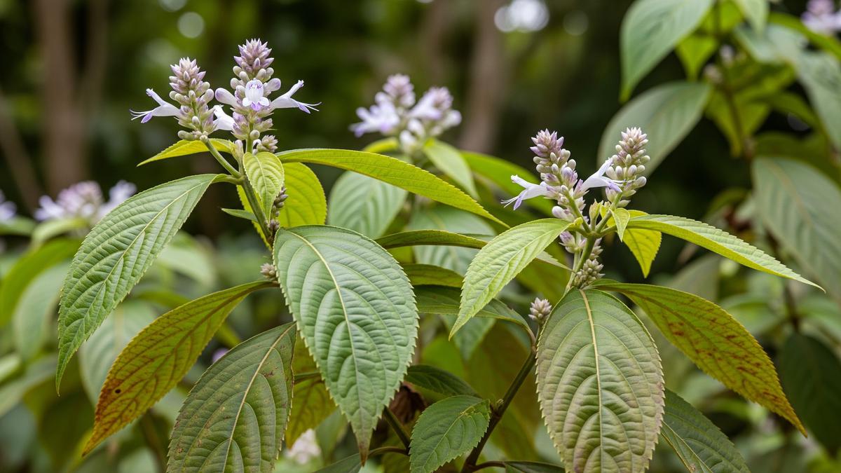 7 Manfaat Kirinyuh, Tanaman Gulma yang Banyak di Semak-Semak