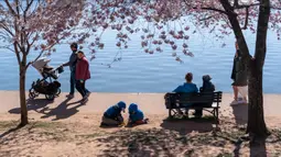 Momen ini menjadi ajang pertemuan orang terdekat untuk menikmati puncak musim bunga sakura yang bermekaran. (AP Photo/Jacquelyn Martin)
