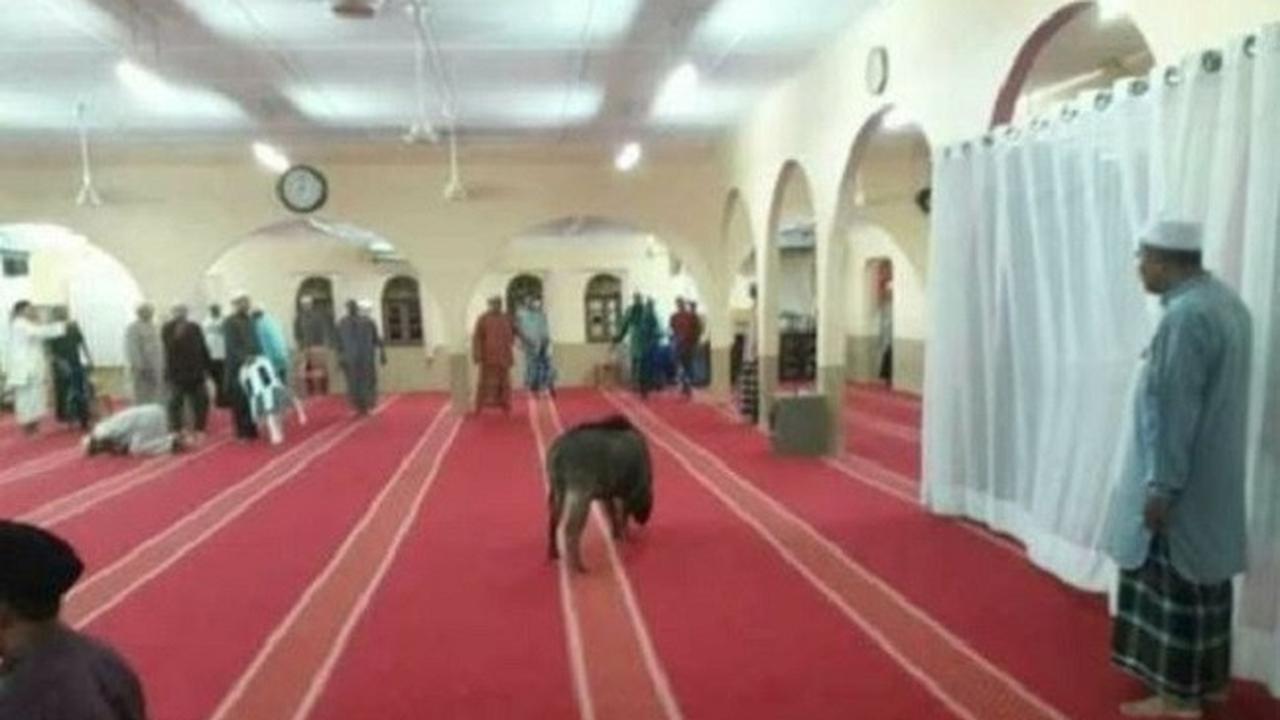 Babi Hutan Masuk Mesjid, Lukai Seorang Jemaah