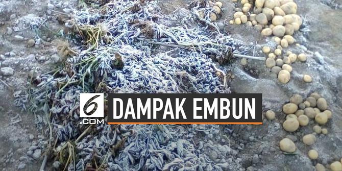 VIDEO: Dampak Embun Beku Yang Ditakuti Petani