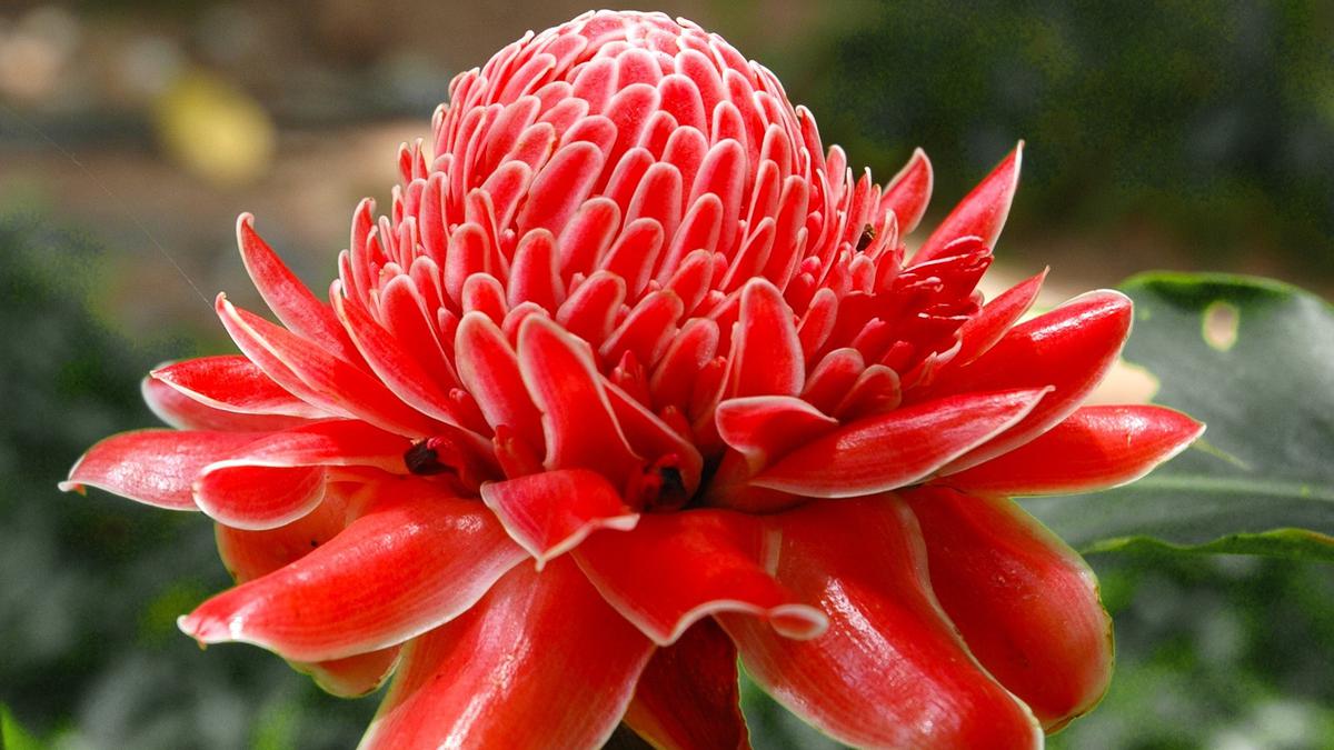 Manfaat Kecombrang (Etlingera elatior) bagi Kesehatan, Dari Dapur hingga Dunia Medis