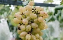 Cukup dengan 1 Bahan Dapur, Begini Cara Bersihkan Kandungan Lilin pada Buah Anggur