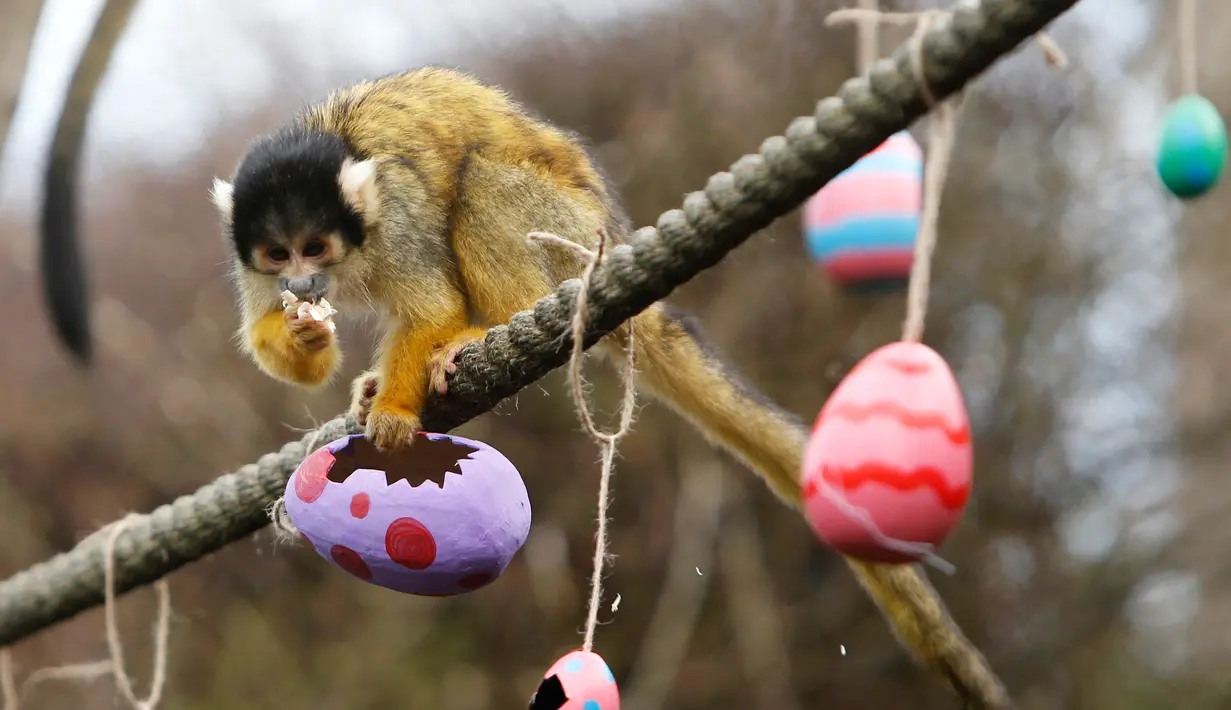 Seekor monyet tupai menyantap cacing dan biji-bijian dari telur Paskah yang disediakan Kebun Binatang London, Inggris, Kamis (29/3). (AP Photo/Alastair Grant)