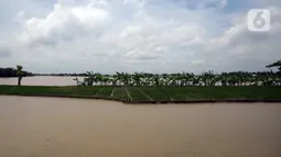 Banjir merendam ladang warga di Desa Sindangsari, Kabupaten Bekasi, Jawa Barat, Rabu (24/2/2021). Sebagian rumah warga masih terendam banjir yang disebabkan jebolnya tanggul Sungai Citarum dan luapan Sungai Ciherang. (merdeka.com/Imam Buhori)
