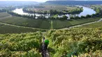 Seorang pekerja berjalan menyusuri kebun-kebun anggur yang curam saat memanen buah anggur di sepanjang Sungai Neckar di Mundelsheim, Jerman barat daya (2/10/2021). Di lokasi ini terpadat pemandangan jalur sungai Neckar yang terkenal serta lima jalur pendakian anggur dan buah. (AFP/Thomas Kenzle)