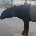 BKSDA Ungkap Alasan Tapir Muncul di Jalan Mesuji