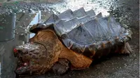 Kura-kura ini memiliki tubuh berduri dan mulut menyerupai paruh tajam.