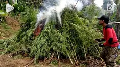 Tim gabungan Mabes Polri, Polda Aceh, Polres Lhokseumawe, dan Polsek Sawang menggelar operasi pemusnahan ladang ganja. Operasi tersebut dilakukan di tengah hutan di Dusun Uteun Punti, Desa Sawang, Kecamatan Sawang, Kabupaten Aceh Utara.