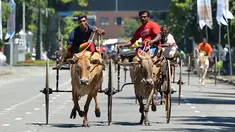 Dua peserta berusaha mengendalikan hewan ternaknya saat mengikuti perlombaan balap kereta sapi selama festival tradisional menjelang perayaan Tahun Baru Hindu, Sinhala dan Tamil di Kolombo, Sri Lanka, Minggu (1/4). (LAKRUWAN WANNIARACHCHI/AFP)
