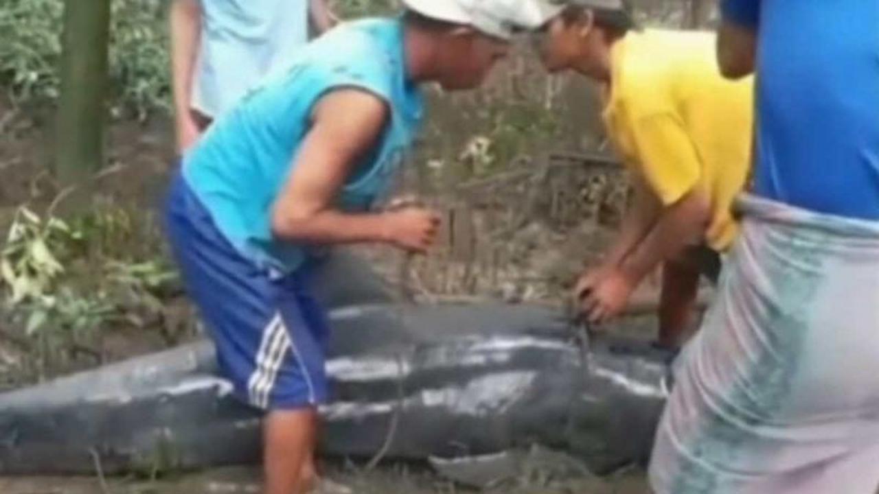 Lumba-lumba Tersesat di Mangrove Maros, Warga Lakukan Evakuasi Darurat