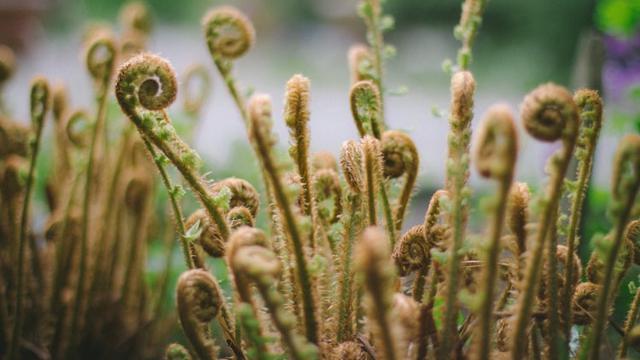 Ilustrasi tumbuhan paku