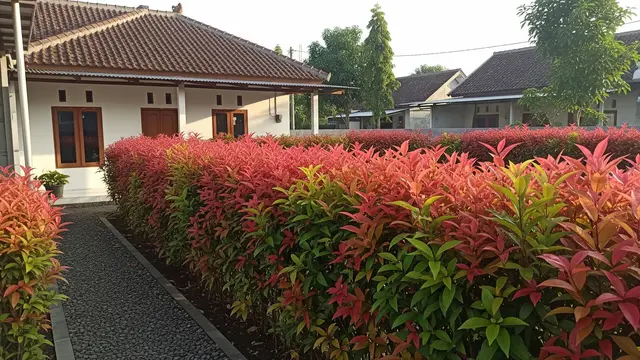 Pucuk Merah yang Dikaitkan dengan Peluang