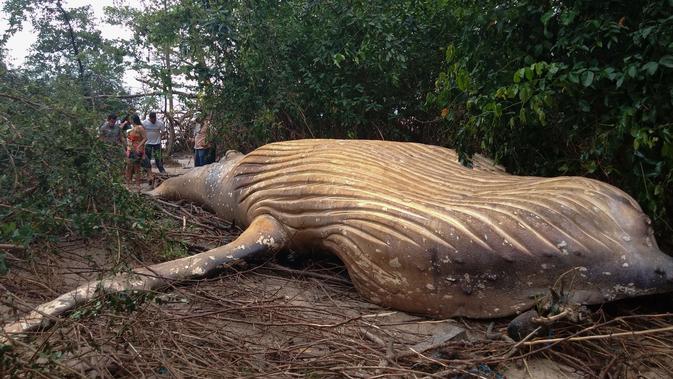 Seekor paus bungkuk ditemukan mati di tengah-tengah vegetasi Pantai Araruna di Pulau Marajo, wilayah hutan hujan Amazon, Brasil pada 22 Januari 2019. Para ilmuwan dikagetkan dengan penemuan bangkai paus tersebut. (HO/Acervo Instituto Bicho D'Agua/AFP)