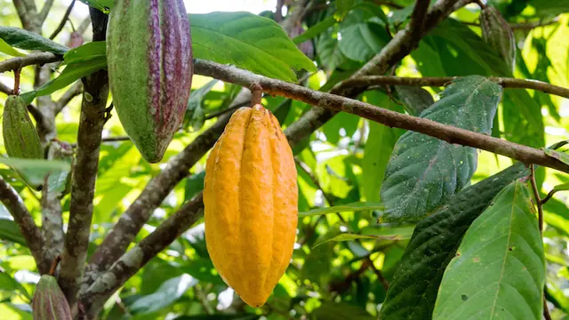 Alasan Nikmatnya Cokelat Menurut Sains
